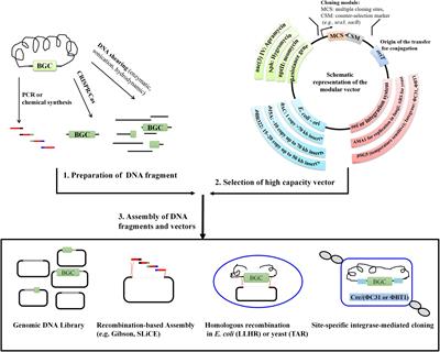 Recent Advances in Strategies for the Cloning of Natural Product Biosynthetic Gene Clusters